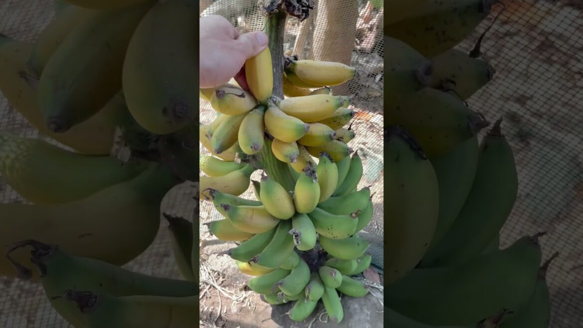 Cute fruits and man’s hands#trending #kisds #fruit #kidsvideo #p5 Cute fruits and man's hands#trending #kisds #fruit #kidsvideo #p5