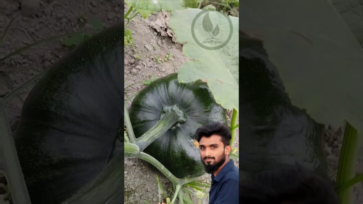 Amazingly large production of sweet pumpkins #vegetable #amazing #gardening #shorth