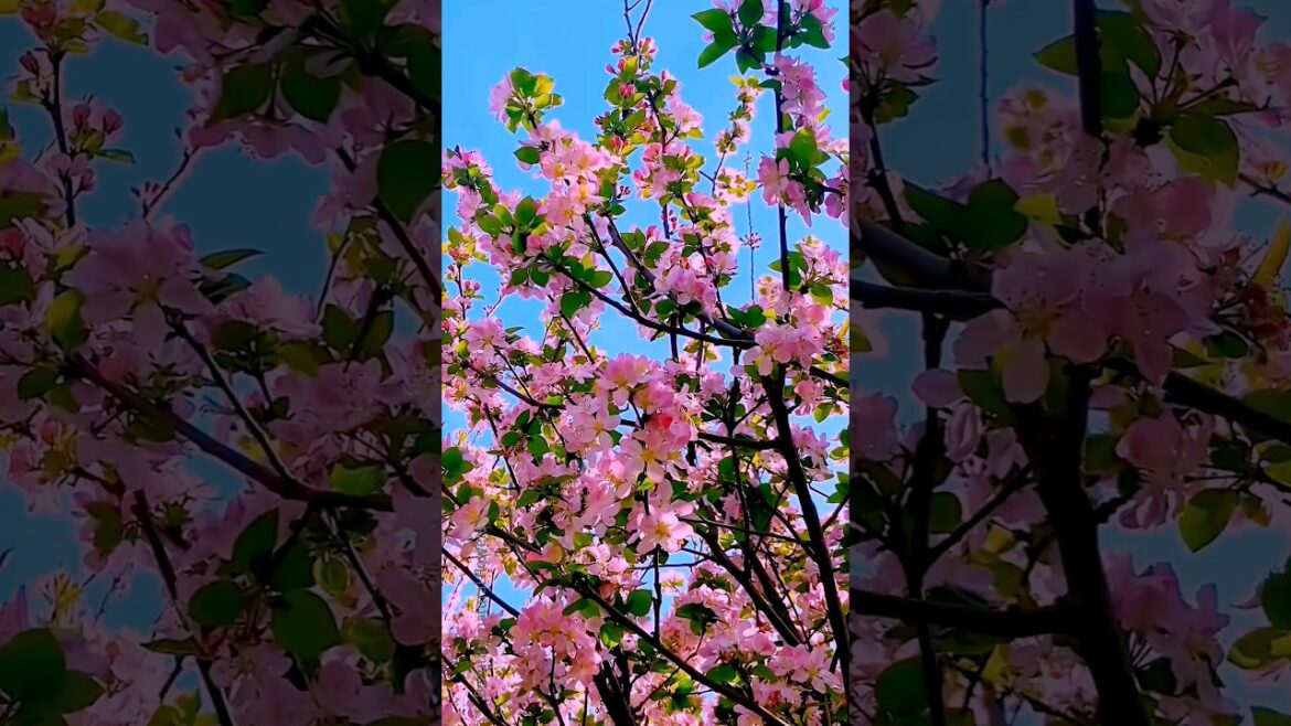 Flowering trees | beautiful natural flowers! #shorts