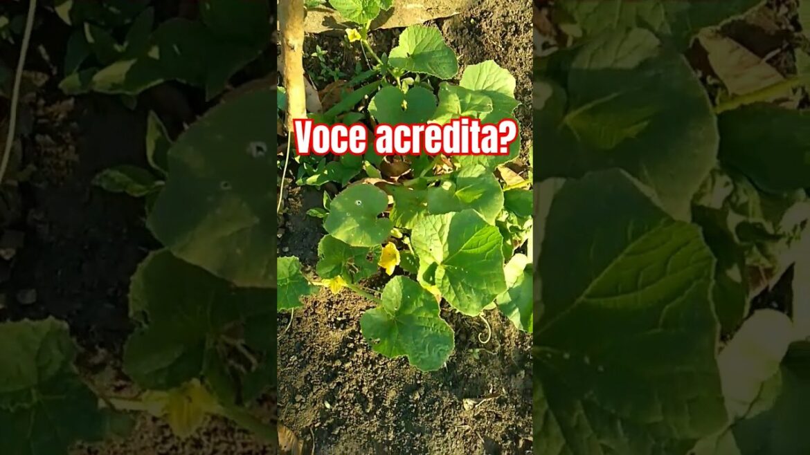 pé de melão #fypシ #viral #agro #plantas #roça #curiosidades #natureza #nature #shorts
