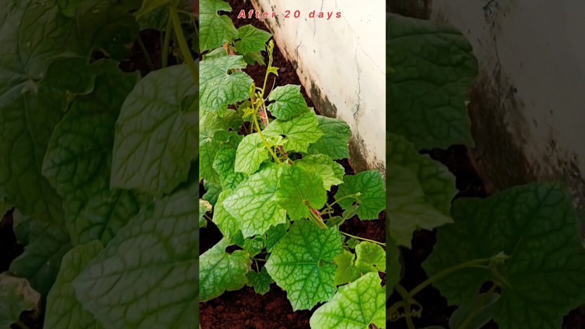 💥🪴 घर पर ही गार्डेनिंग||☘️home gardening#gardening #short #farming #organicgardening 💥🪴 घर पर ही गार्डेनिंग||☘️home gardening#gardening #short #farming #organicgardening