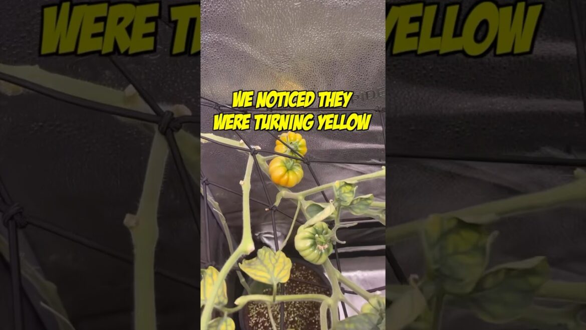 Tomato plant Time Lapse (Growing SO FAST!) 🍅 #gardening #tomatoplant