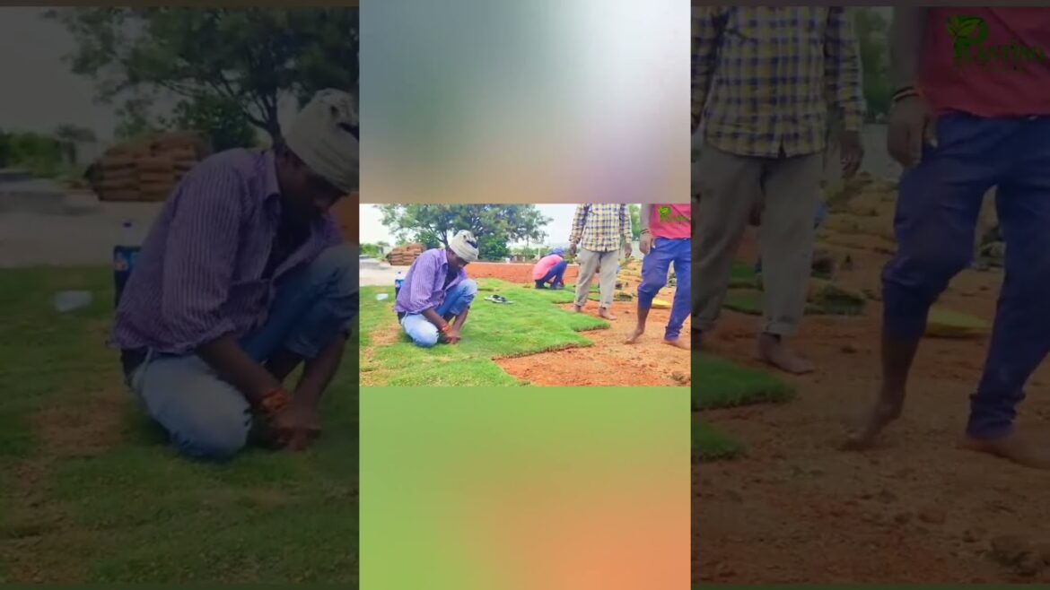 Plantino #lawn laying works|#landscape works #our day start with nature