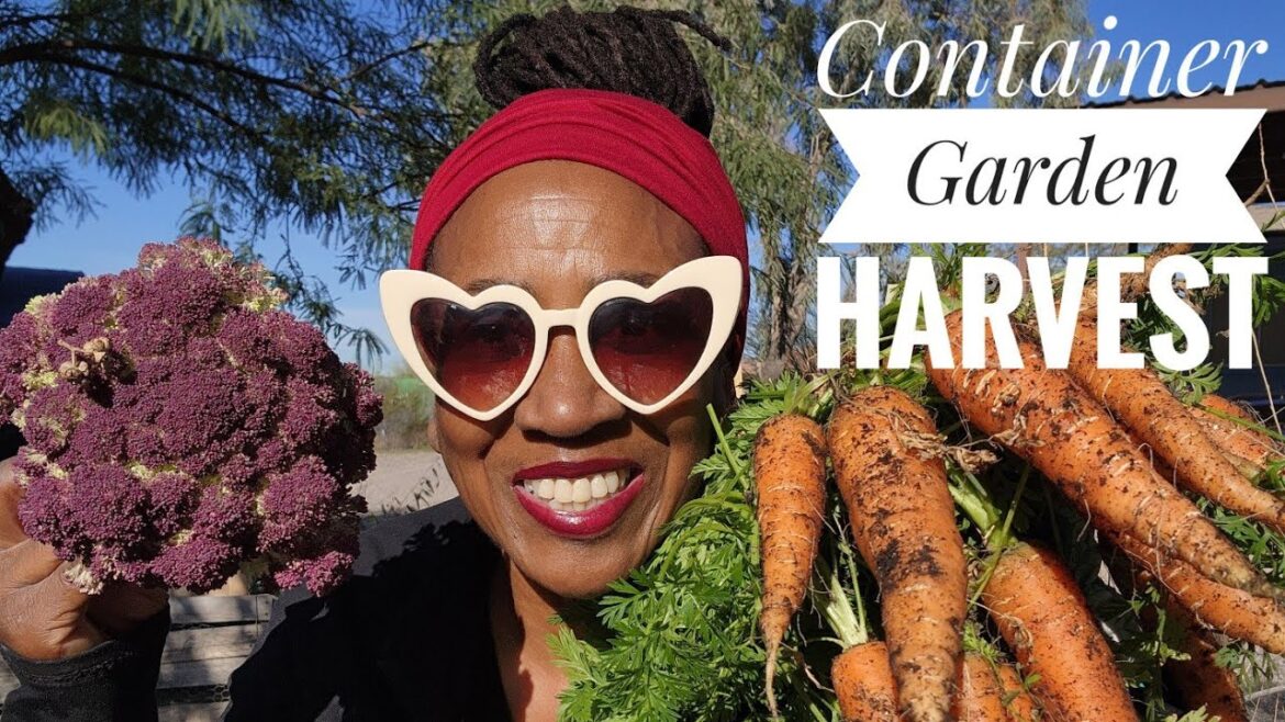 Harvest Abundance With Container Gardening #gardening #carrot Harvest Abundance With Container Gardening #gardening #carrot
