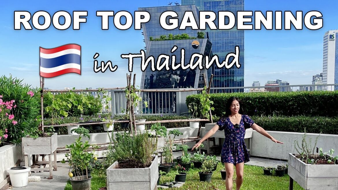 Roof Top Gardening in Thailand Roof Top Gardening in Thailand