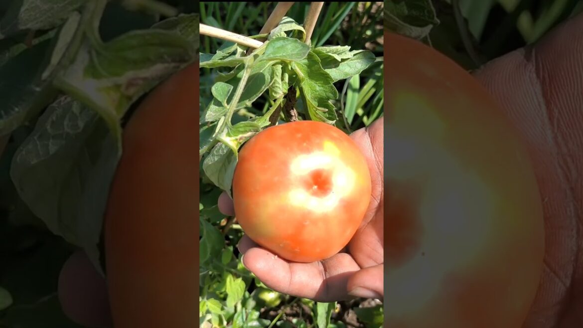 lal lal tomato 🍅 mere garden me 🍃 / #gardening #tomato #shorts  #organicgardening #vegetables