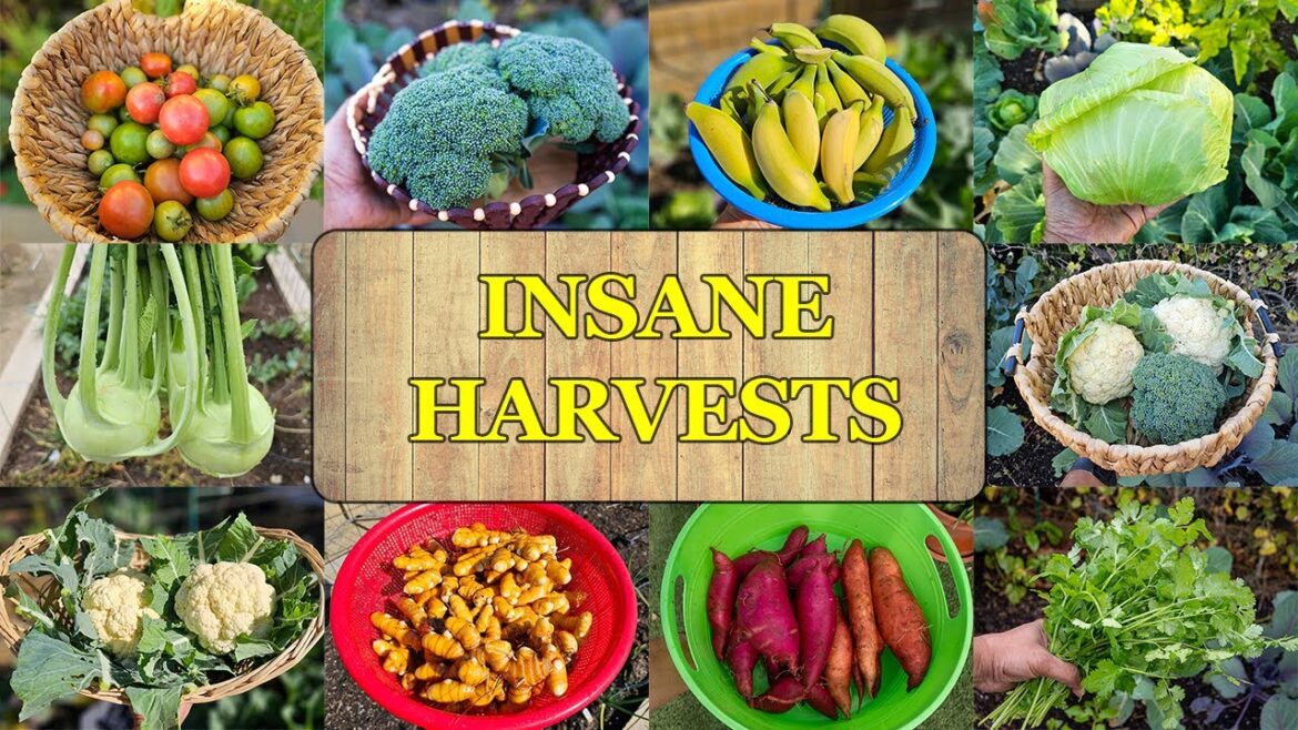 Insane Vegetable Harvest Extravaganza: Our Garden's Bounty!