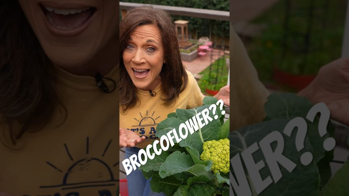 CaliKim Harvests BroccoFlower - Finally