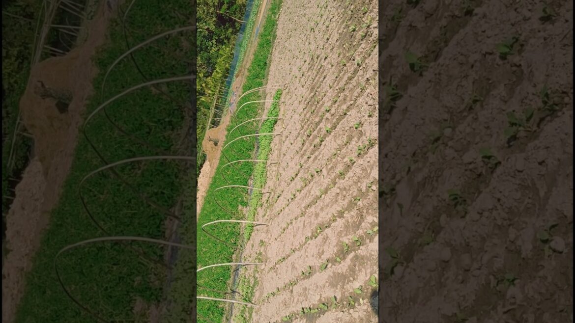 Vegetable Gardening #youtubeshorts #plants #gardening #shorts #vegetables