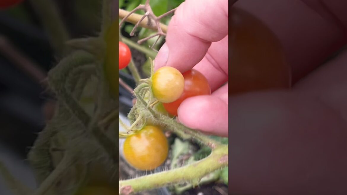 September 4, 2023 – Beautiful Backyard Garden Update #shorts September 4, 2023 - Beautiful Backyard Garden Update #shorts