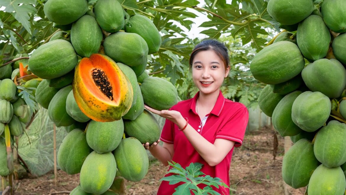 Cara Harvest PAPAYA Garden goes to market sell – Cooking with Papaya | Cara Daily Life Cara Harvest PAPAYA Garden goes to market sell - Cooking with Papaya | Cara Daily Life