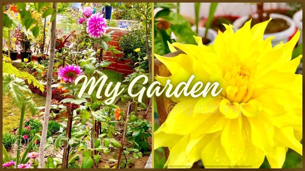 GARDEN OVERVIEW | FEB MONTH | WINTER UPDATE |WATERING PLANTS | #garden #gardening GARDEN OVERVIEW | FEB MONTH | WINTER UPDATE |WATERING PLANTS | #garden #gardening 