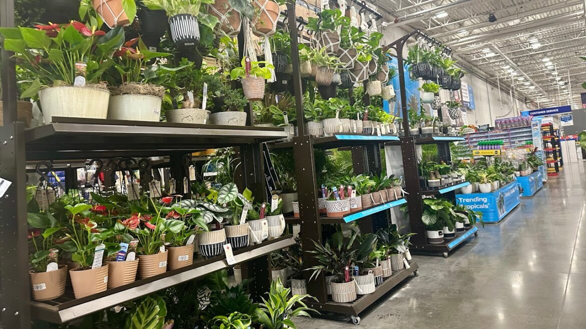 LOWES NEW GARDEN INVENTORY🛒BULB CONTAINERS,EASY CARE HOUSEPLANTS, PATIO & CLEARANCE DEALS ARE BACK! LOWES NEW GARDEN INVENTORY🛒BULB CONTAINERS,EASY CARE HOUSEPLANTS, PATIO & CLEARANCE DEALS ARE BACK!