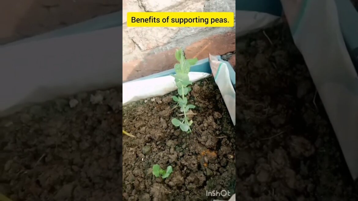 Matar ko suport🌿🫛 ||#shorts#gardening#how to grow peas