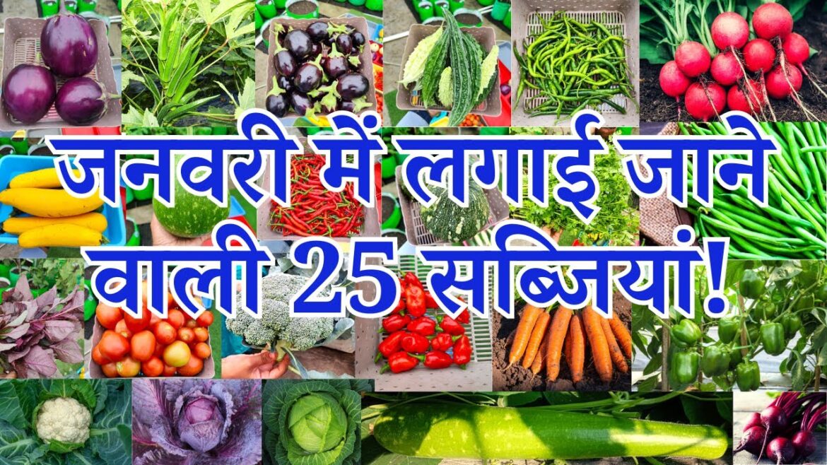 जनवरी में लगाई जाने वाली सब्ज़ियाँ | January me konsi sabji lagaye | January Month Vegetable To Grow जनवरी में लगाई जाने वाली सब्ज़ियाँ | January me konsi sabji lagaye | January Month Vegetable To Grow