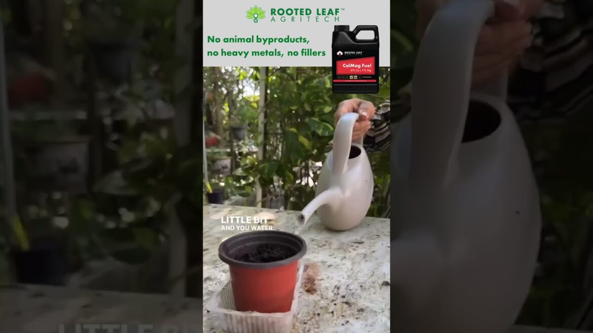 How to grow eggplant from seed! Video created by @Judybaogarden #eggplant #gardeningtips #plant