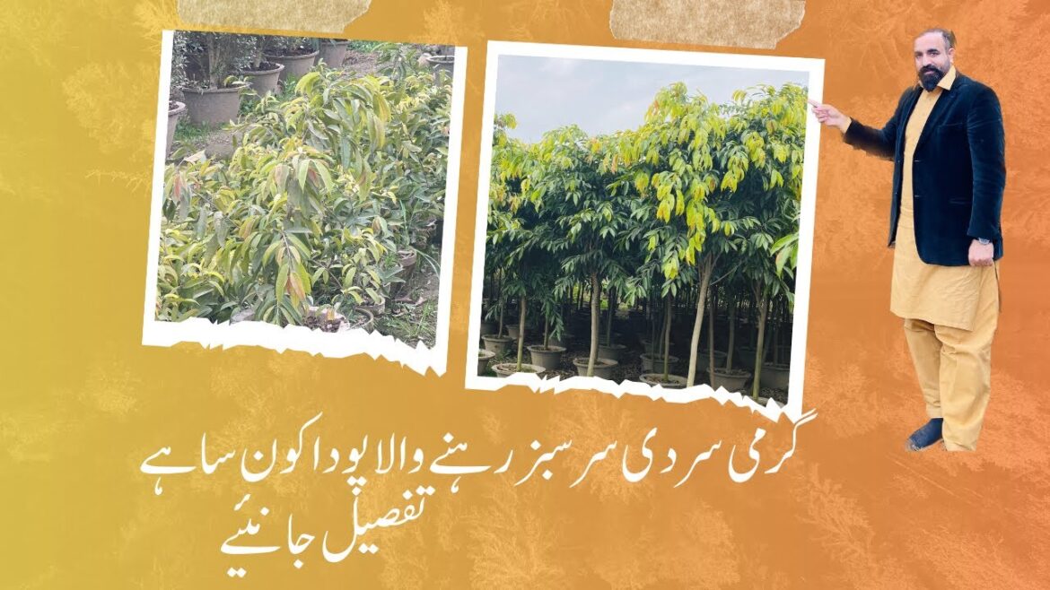 King Ficus: Exploring the Green Kingdom | ficus golden king King Ficus: Exploring the Green Kingdom | ficus golden king