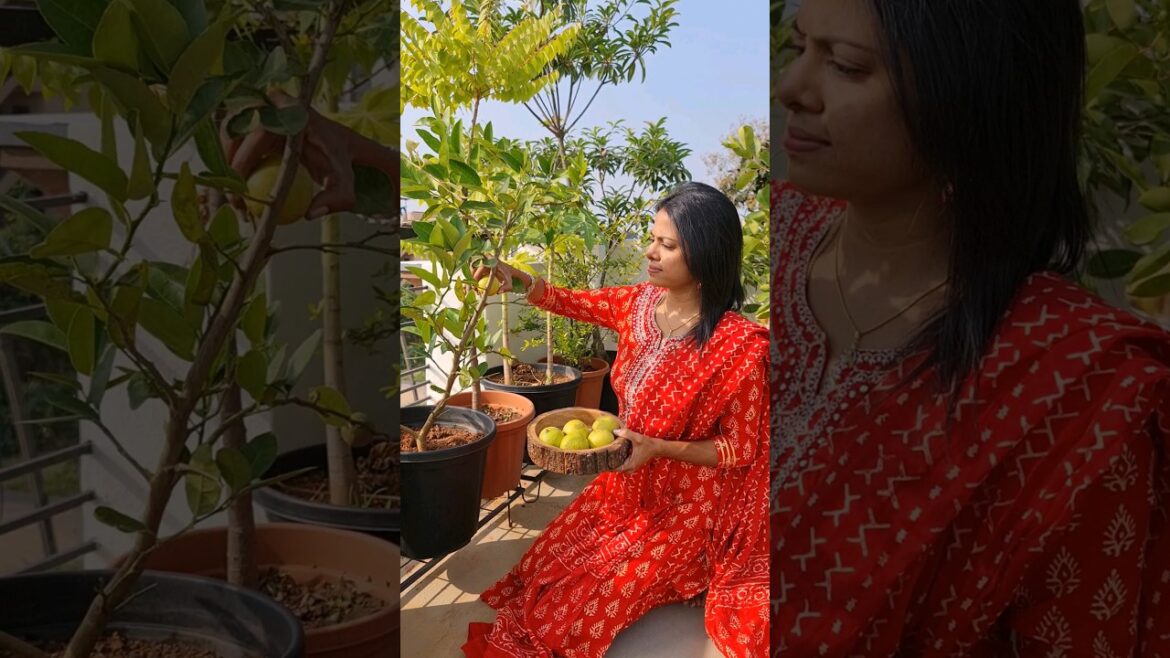 Lemon Harvest 🍋 #terracegarden #fruits #shorts