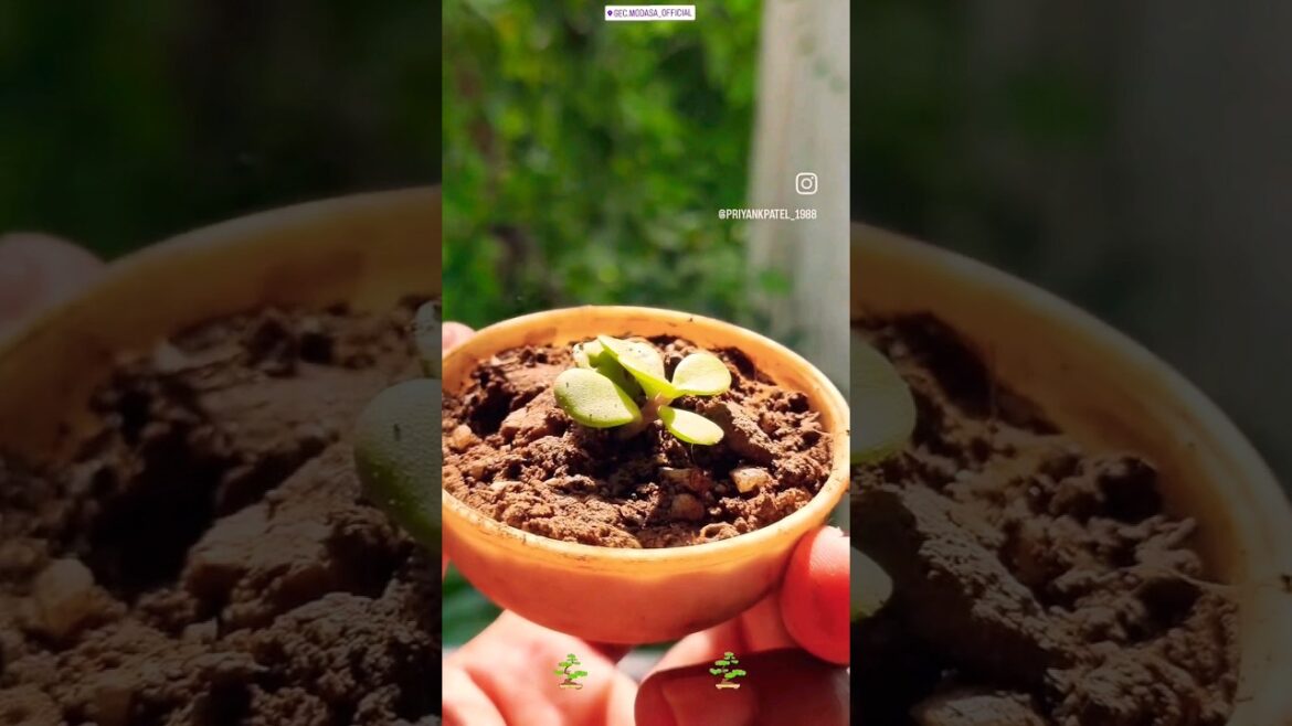 mini jade bonsai #minibonsai #nature #garden #gardeningtips #gatdencare #bonsaibeginning