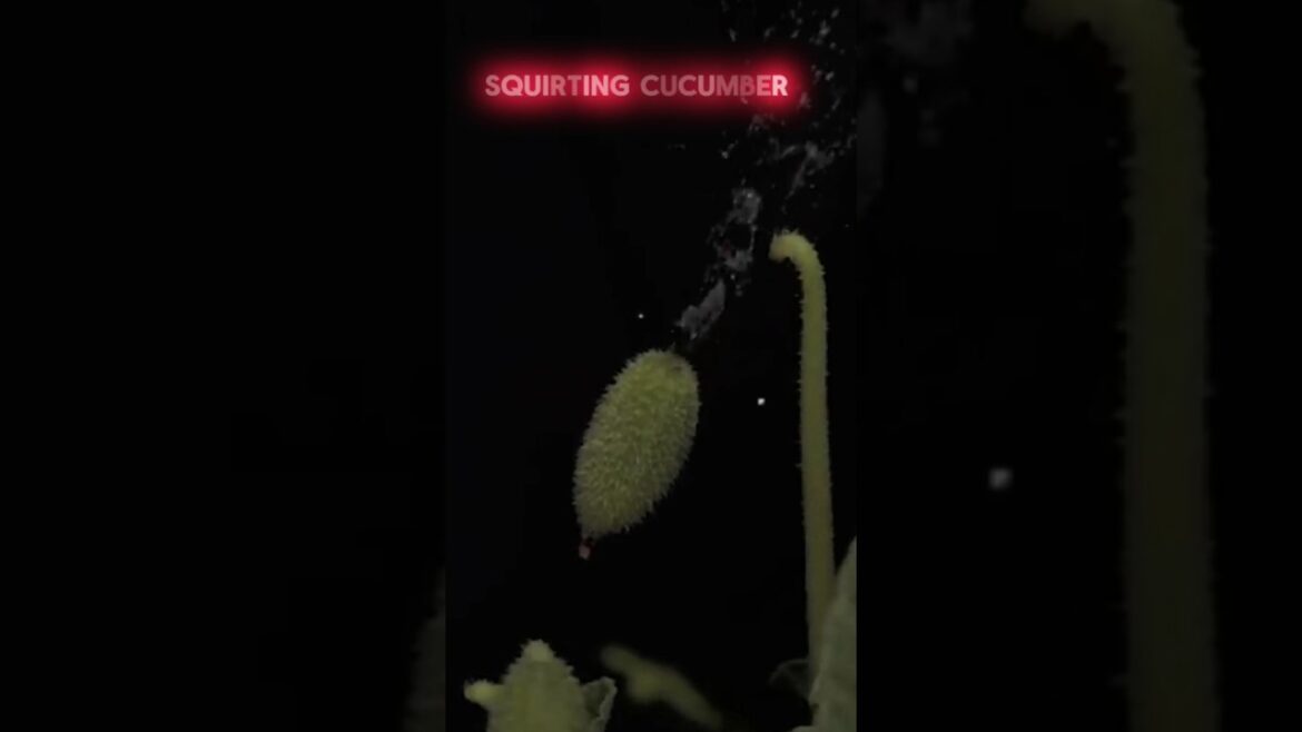 Squirting Cucumber The Plant That Explodes | #shorts #viral #facts Squirting Cucumber The Plant That Explodes | #shorts #viral #facts