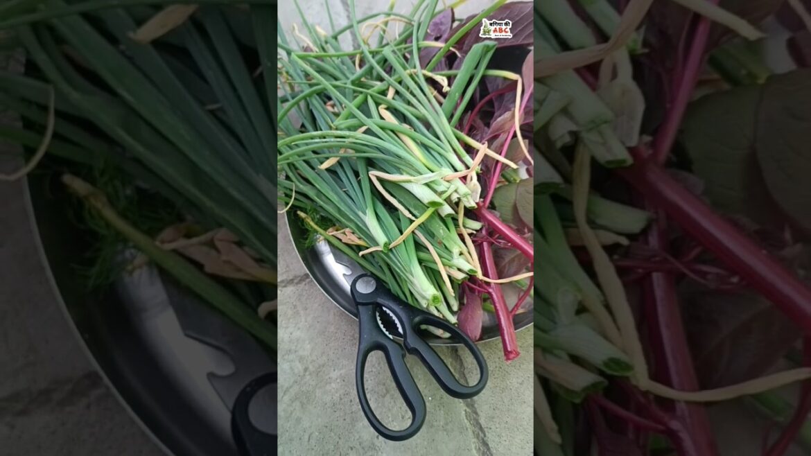 Vegetable gardening #youtubeshorts