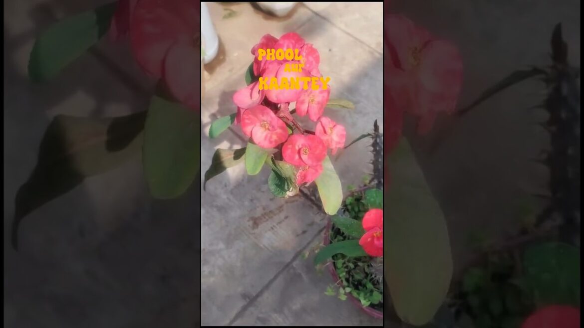 Euphorbia Mili | Care and tips| Gardening tips ✨#shorts #gardening