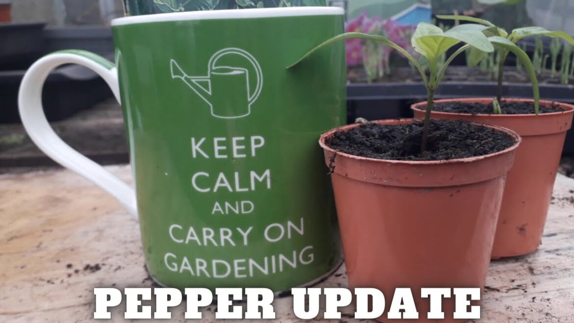 Pepper Plants Update [Gardening Allotment UK] [Grow Vegetables At Home ]