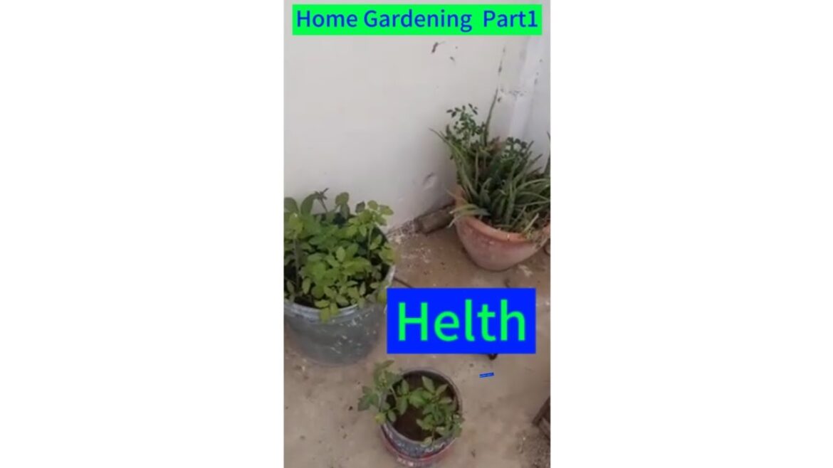Homegardening Ideas Part2 ||Why do tomatoes grow in useless pots of soil | Simple Tips | Homegardening Ideas Part2 ||Why do tomatoes grow in useless pots of soil | Simple Tips |