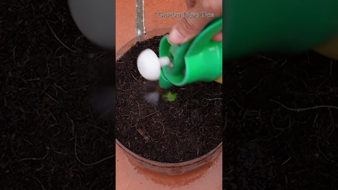 Garden growth tips
