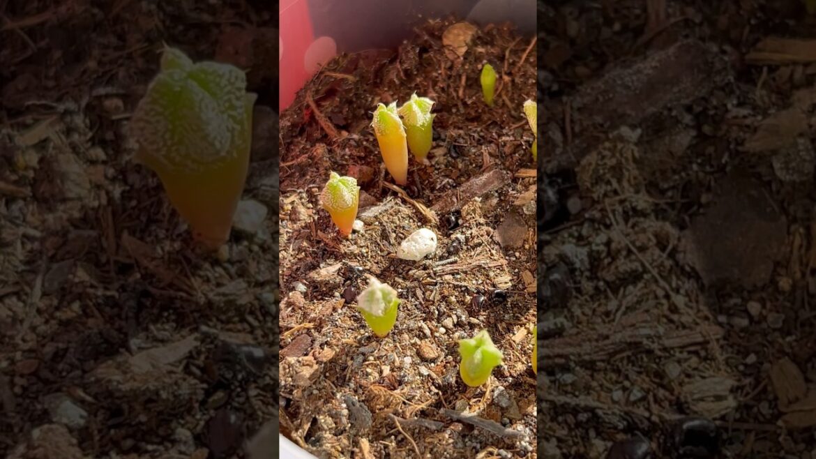 🌵Astrophytum Myriostigma Onzuka From Seeds | Cactus Collection 2024 Growing Up Cactus #cactus 🌵Astrophytum Myriostigma Onzuka From Seeds | Cactus Collection 2024 Growing Up Cactus #cactus