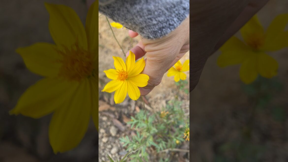 Cute fruits and man's hands#trending #kisds #fruit #kidsvideo #p4