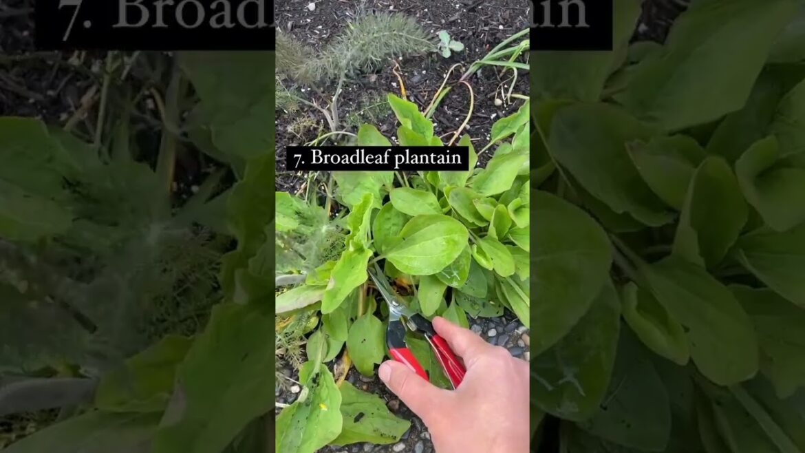 9 Leafy Edible Perennials ๐ธ #gardening #greenlivingtips #garden #garderningtips #edible #perennials 9 Leafy Edible Perennials ๐ธ #gardening #greenlivingtips #garden #garderningtips #edible #perennials