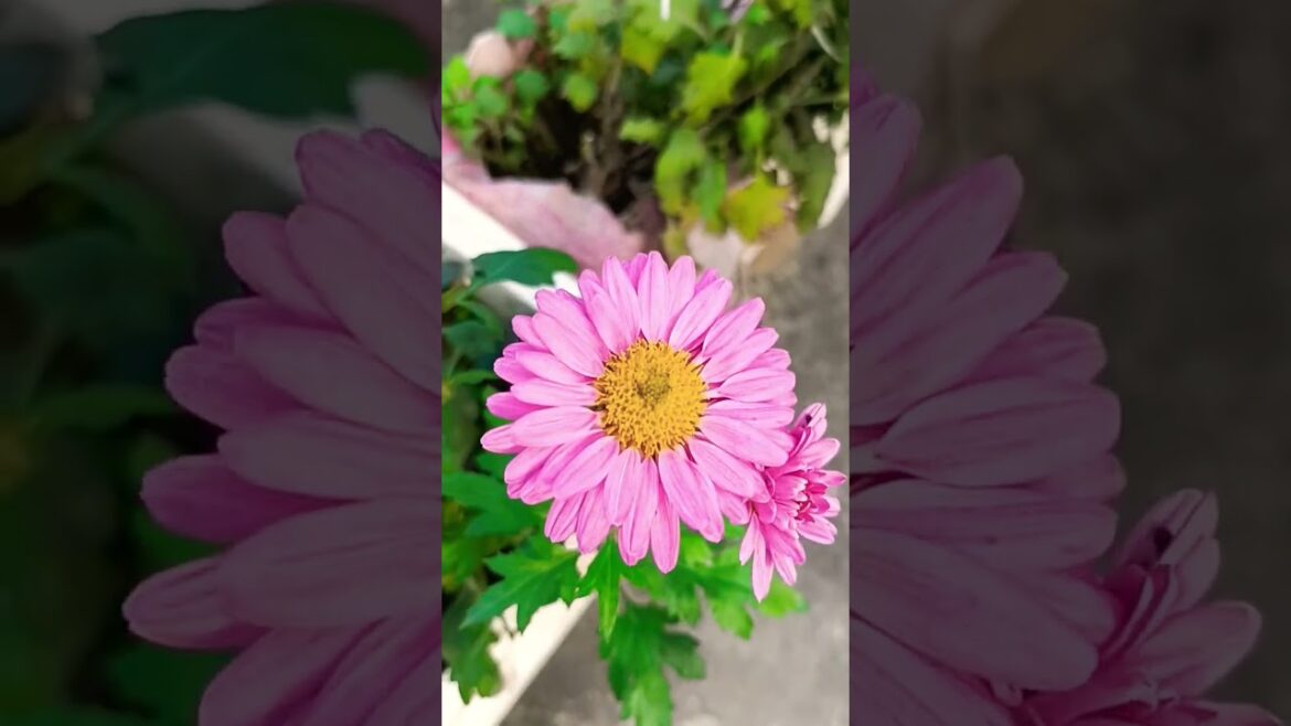 flowering plants on my terrace garden #shortsvideo #viralshorts #youtubeshorts flowering plants on my terrace garden #shortsvideo #viralshorts #youtubeshorts