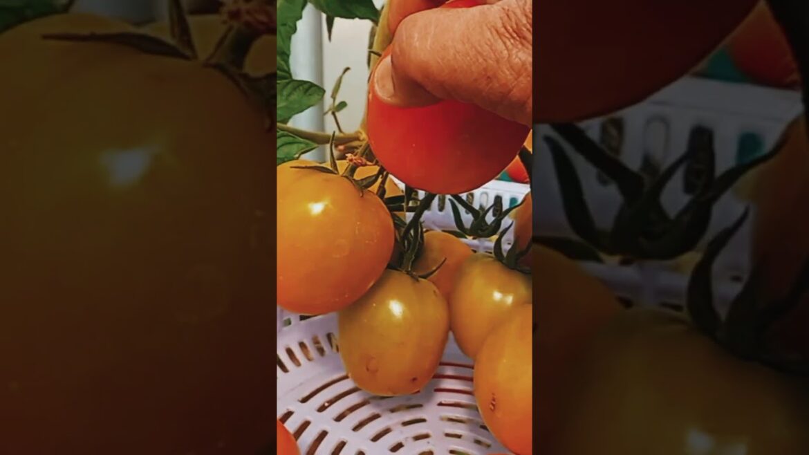 Gardening tips  🙏#shorts #youtube shorts Gardening tips  🙏#shorts #youtube shorts