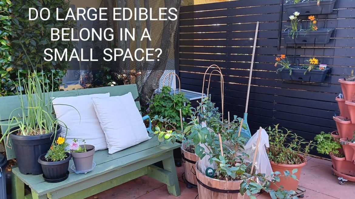 GROWING TEN LARGER-SIZED EDIBLE PLANTS ON A SMALL URBAN PATIO GROWING TEN LARGER-SIZED EDIBLE PLANTS ON A SMALL URBAN PATIO