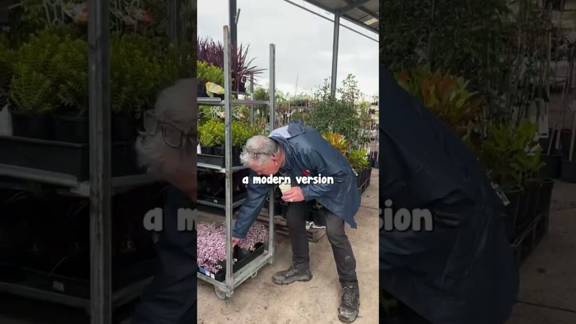 Upgrade to the modern version of Callisia Pink Panther. Grab it now!🎀💟