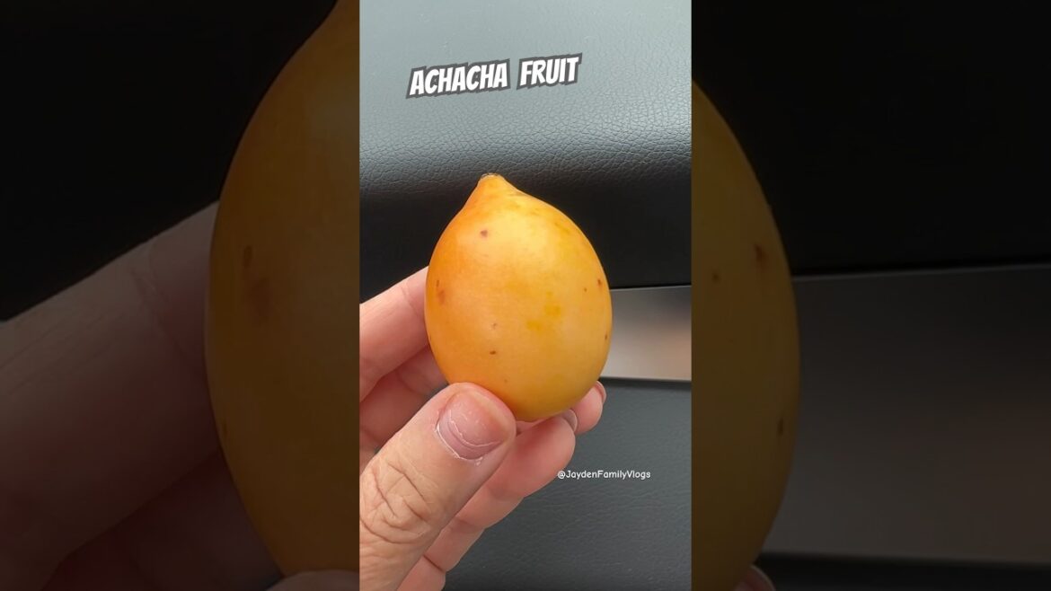 Let’s taste Achacha Fruit ⭐️ #shorts #satisfying #fruit #shortsvideo #food #garden Let’s taste Achacha Fruit ⭐️ #shorts #satisfying #fruit #shortsvideo #food #garden