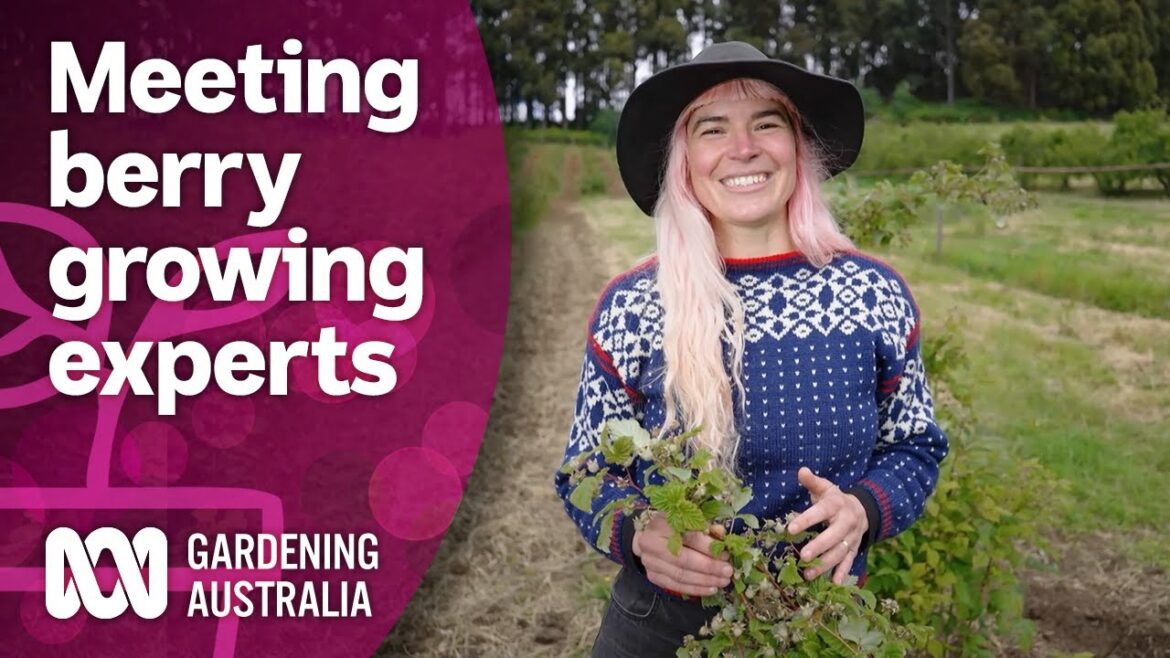 Visiting a multigeneration berry farm in Tasmania | Discovery | Gardening Australia