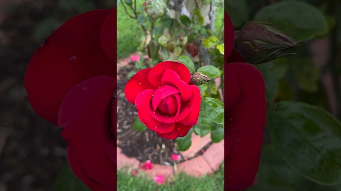 Red rose garden 🥀🍃🥀#rose #garden #trending #trend #viral #yt #youtubeshorts #youtube #nature