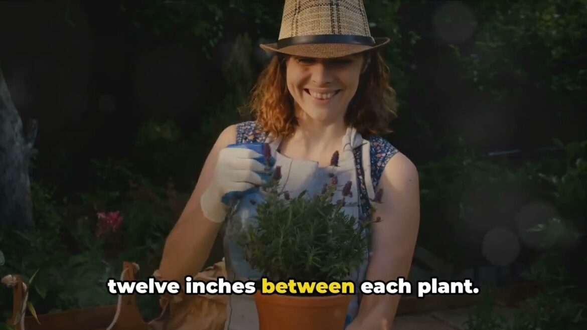 Easy-to-Grow Herbs for Your Kitchen Garden