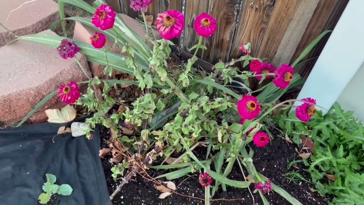 Front Yard Garden Update: No More Flowers
