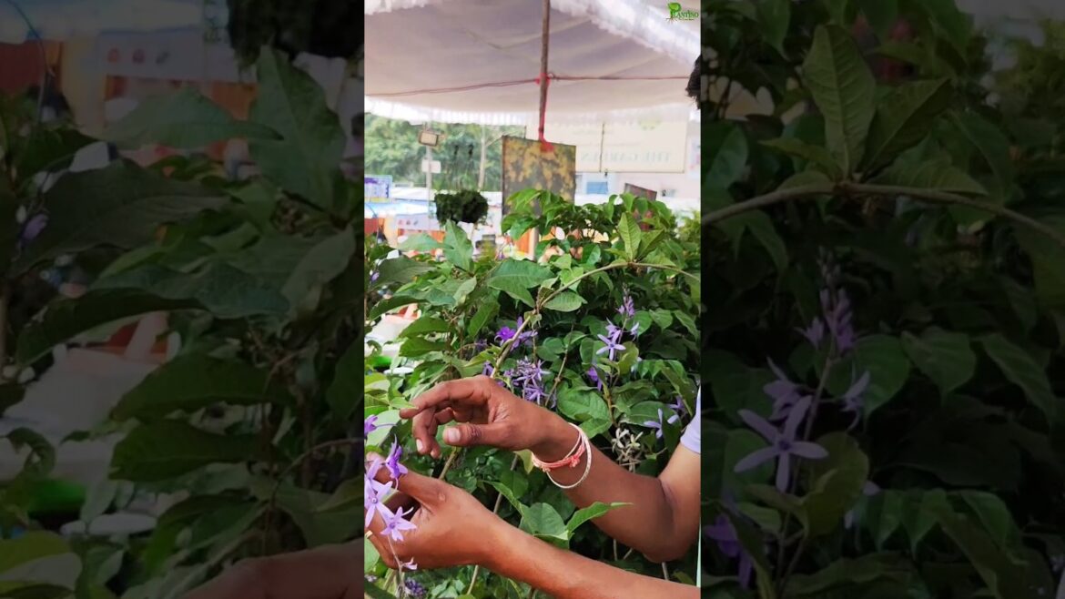 Plant these awesome flowering #creeper cum shrub at your #garden "Petrea volubulis"