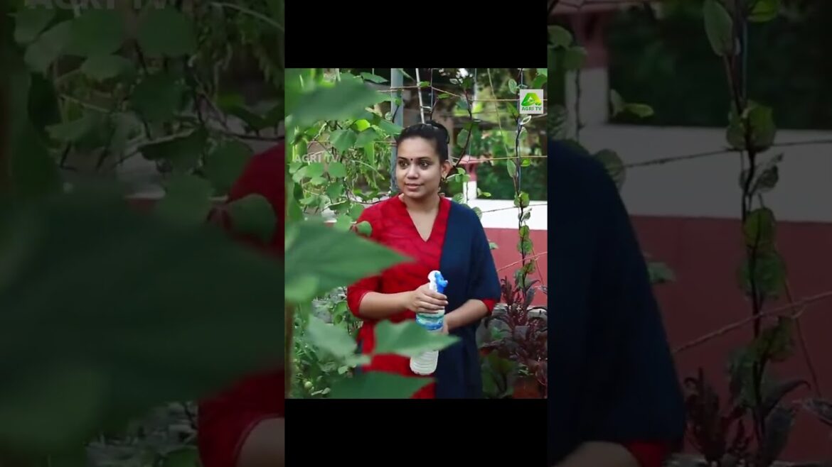 രമയുടെ മട്ടുപ്പാവിൽ ഇനി ഒരു തരിസ്ഥലം ബാക്കിയില്ല! മുഴുവനും വെറൈറ്റി കൃഷി #gardening