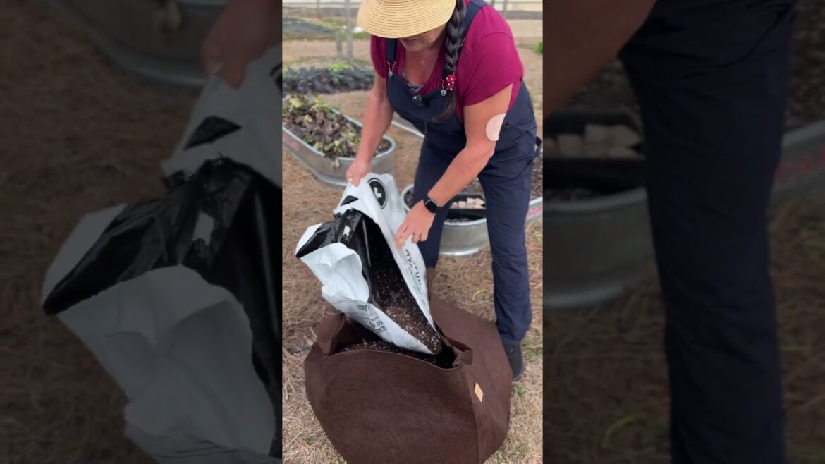 GROWING POTATOES IN A CONTAINER! | GROW BAG