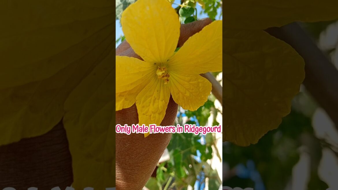 Spongeridgegourd growing tips #Anusha gardener #shorts#ytshorts#viral shorts#treanding #garden#grow