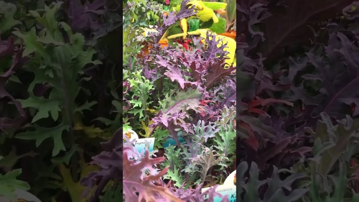 Beautiful Rainbow Kale 🌈🌱