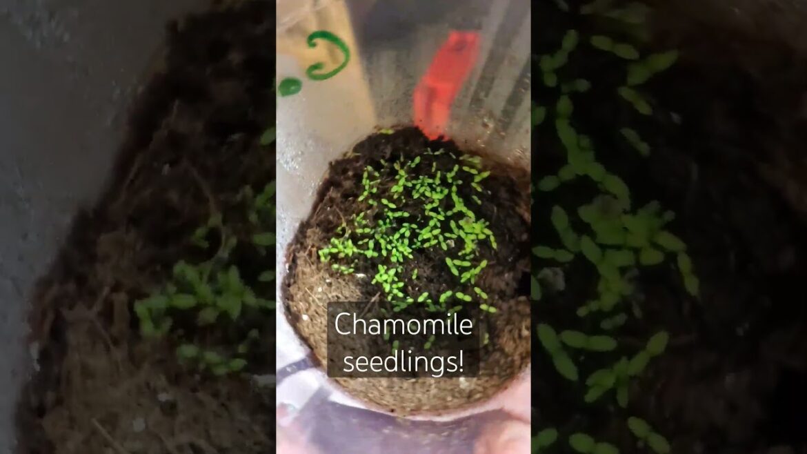 Chamomile Seedlings Emerging after Just 6 days