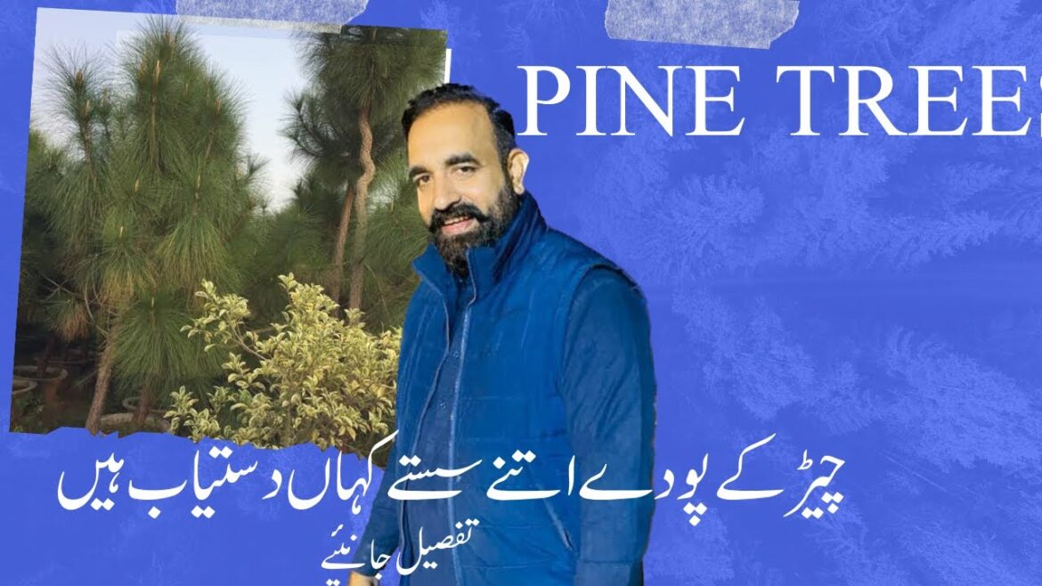 Pine Tree Adventures: Join us on a journey through pine-covered landscapes. Pine Tree Adventures: Join us on a journey through pine-covered landscapes.