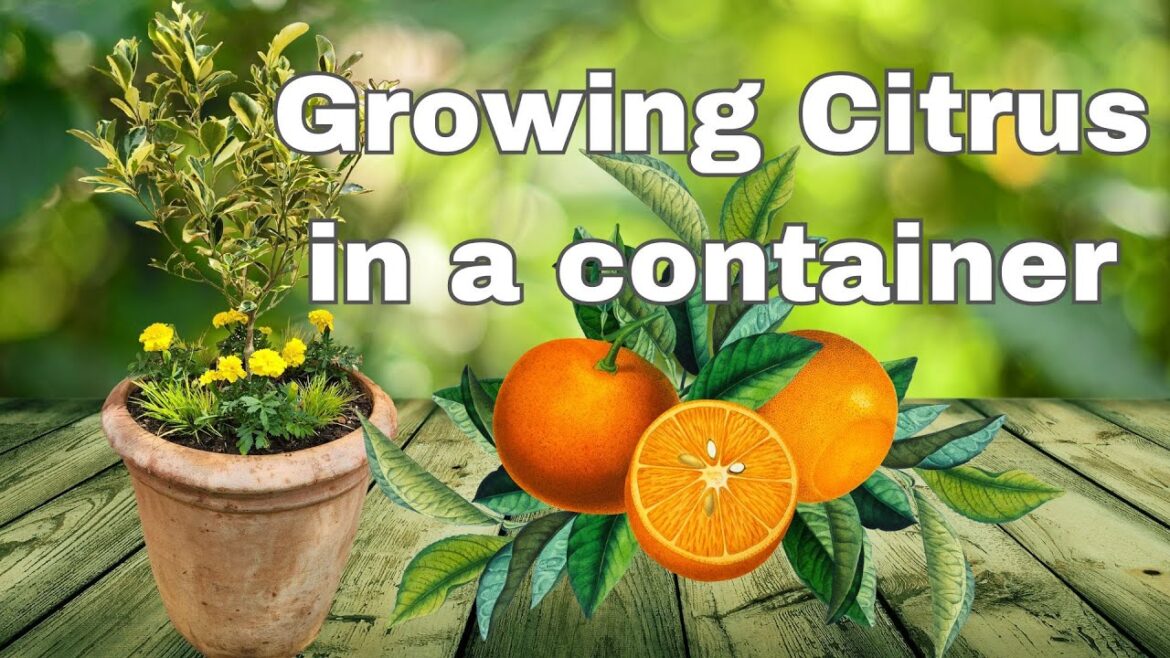 How to Grow Citrus in a Container @BriansGarden