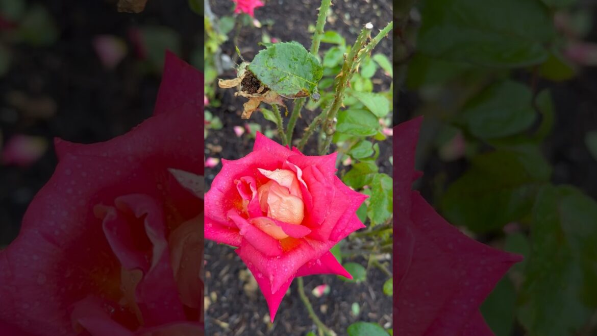 Red rose garden 🥀🍃🥀#rose #garden #trending #trend #viral #yt #youtubeshorts #youtube #nature